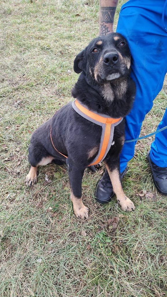 Zeus, rescuehund i Rumänien, bild 1