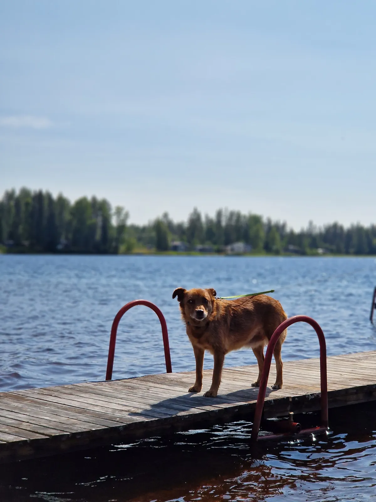 Ziila, profilbild för omplaceringshund