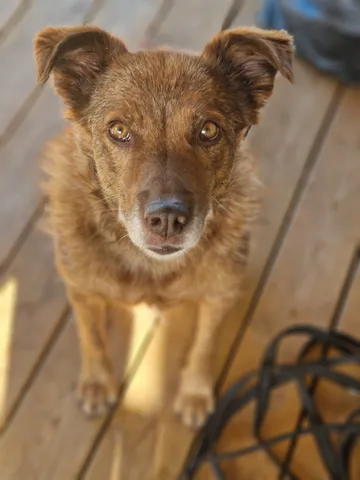 Ziila, rescuehund i Skellefteå, bild 2