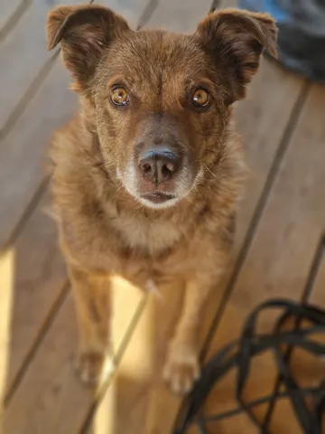Ziila, rescuehund i Skellefteå, bild 3