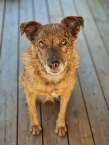 Ziila, rescuehund i Skellefteå, bild 4
