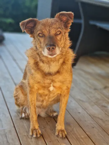 Ziila, rescuehund i Skellefteå, bild 5