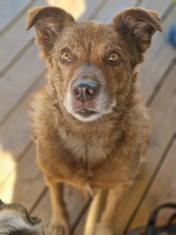 Ziila, rescuehund i Skellefteå, bild 6
