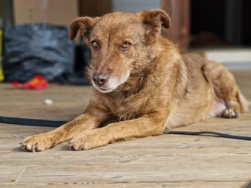 Ziila, rescuehund i Skellefteå, bild 7