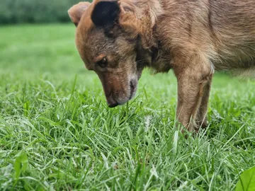 Ziila, rescuehund i Skellefteå, bild 37