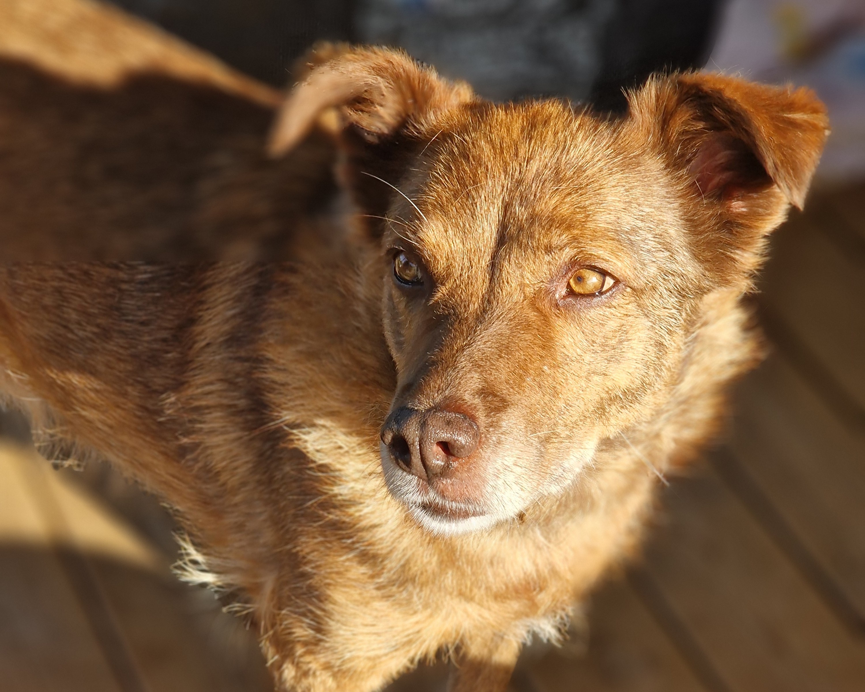 Ziila, rescuehund i Skellefteå, bild 1