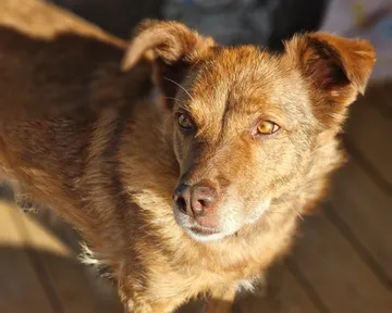 Ziila, rescuehund i Skellefteå, bild 1