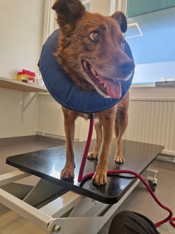 Ziila, rescuehund i Skellefteå, bild 35