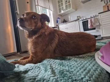 Ziila, rescuehund i Skellefteå, bild 36
