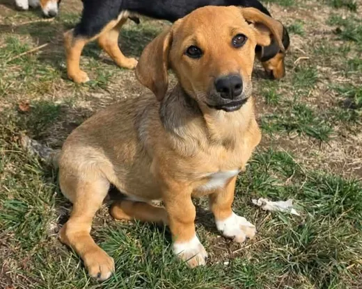 Zithia, blandras som söker hem via Ohana Rescue och finns i Rumänien