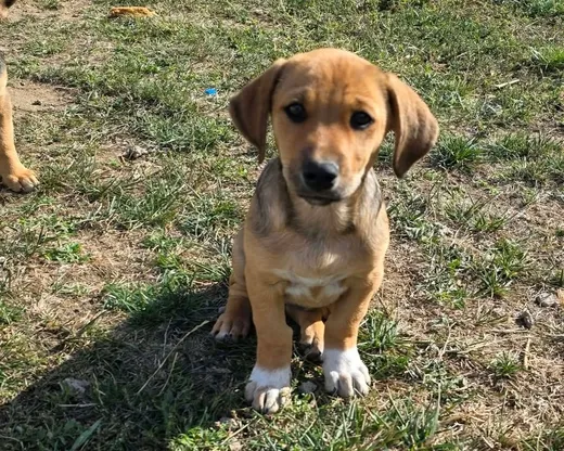 Zithia, blandras som söker hem via Ohana Rescue och finns i Rumänien