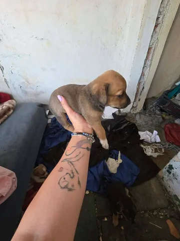 Zithia, rescuehund i Rumänien, bild 1