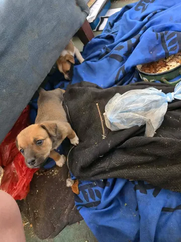 Zithia, rescuehund i Rumänien, bild 2