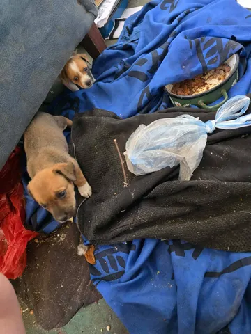 Zithia, rescuehund i Rumänien, bild 4