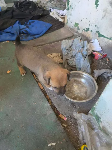 Zithia, rescuehund i Rumänien, bild 5