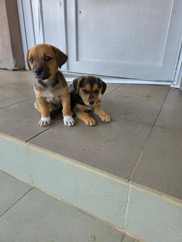 Zithia, rescuehund i Rumänien, bild 7