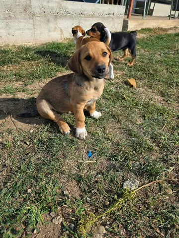 Zithia, rescuehund i Rumänien, bild 8