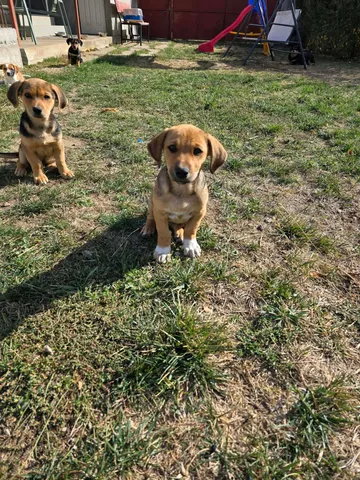 Zithia, rescuehund i Rumänien, bild 9