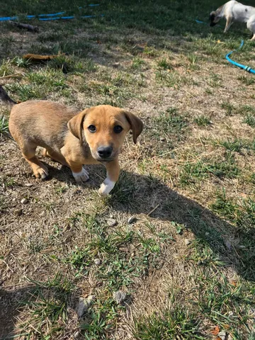 Zithia, rescuehund i Rumänien, bild 10