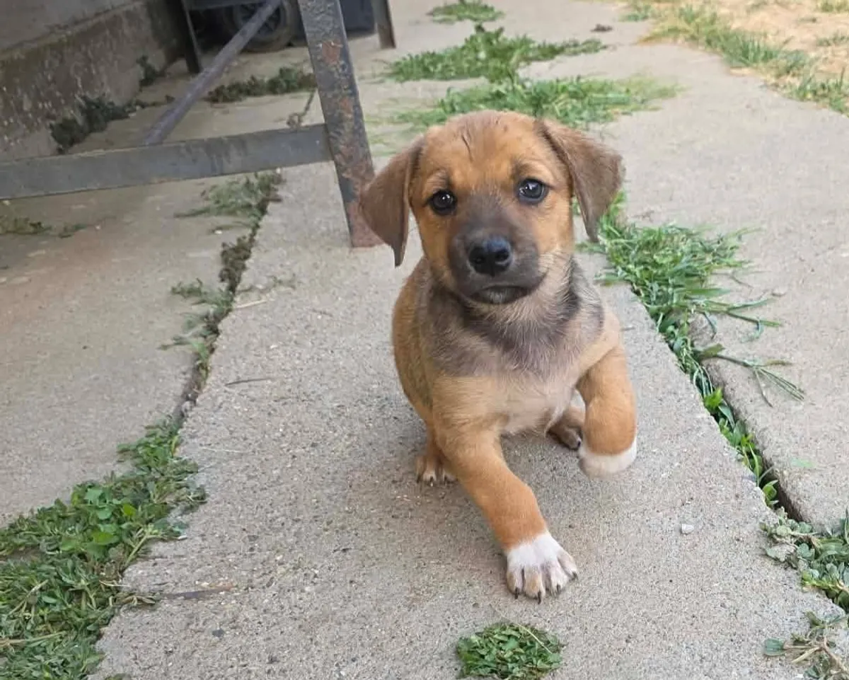 Zithia, blandras som söker hem via Ohana Rescue och finns i Rumänien