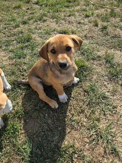 Zithia, rescuehund i Rumänien, bild 1