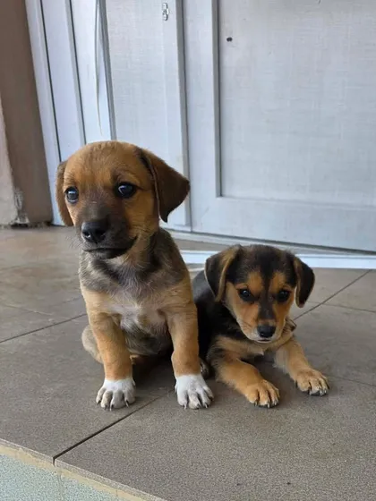 Zithia, rescuehund i Rumänien, bild 2