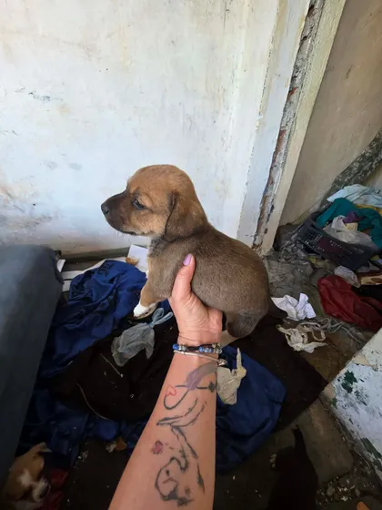 Zithia, rescuehund i Rumänien, bild 3