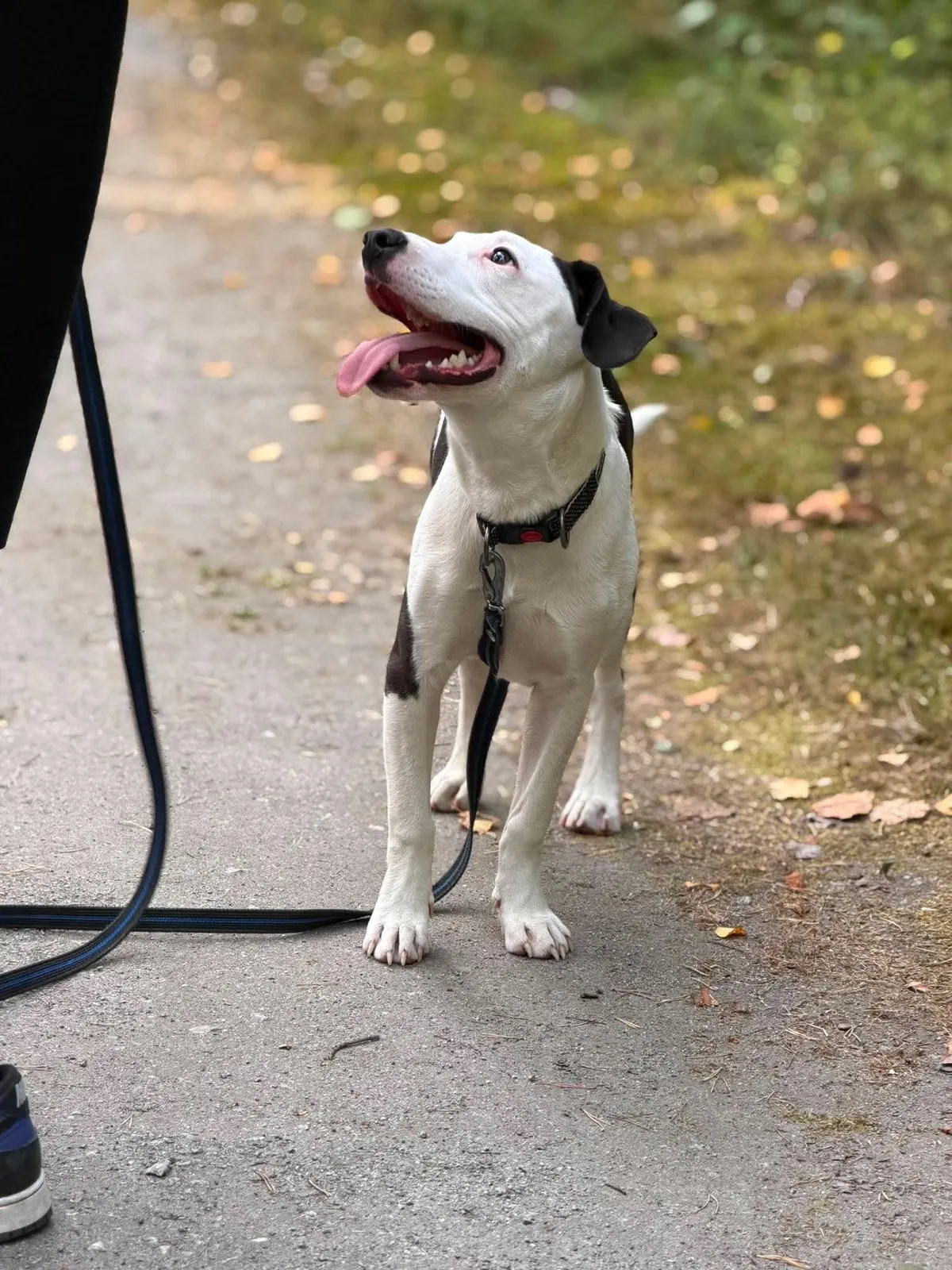 Zture, amstaff som har hittat hem via Ohana Rescue och finns i Jourhem i Enköping