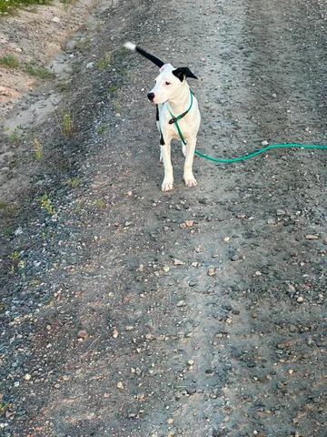 Zture, rescuehund i Jourhem i Enköping, bild 15