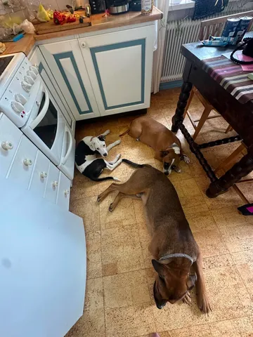 Zture, rescuehund i Jourhem i Enköping, bild 16
