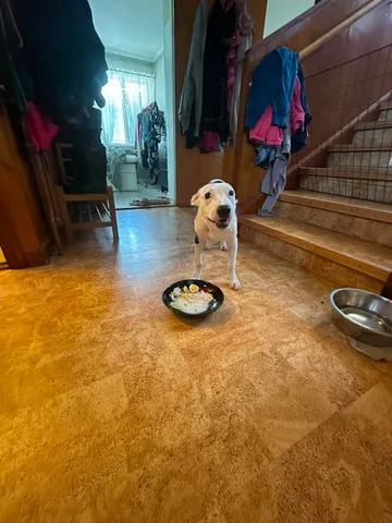 Zture, rescuehund i Jourhem i Enköping, bild 17