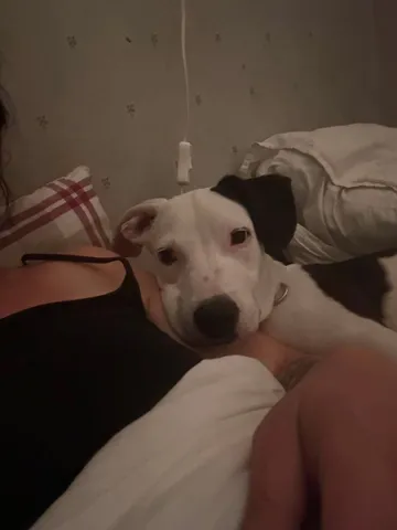Zture, rescuehund i Jourhem i Enköping, bild 19