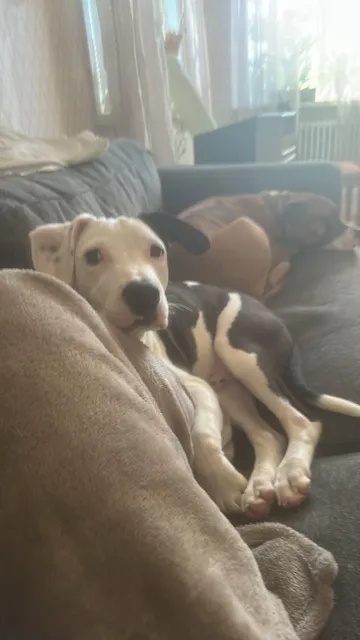 Zture, rescuehund i Jourhem i Enköping, bild 20