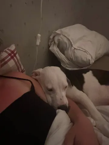 Zture, rescuehund i Jourhem i Enköping, bild 21