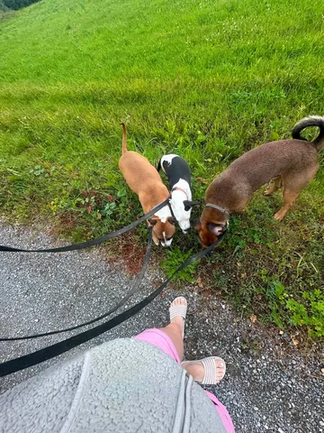 Zture, rescuehund i Jourhem i Enköping, bild 22
