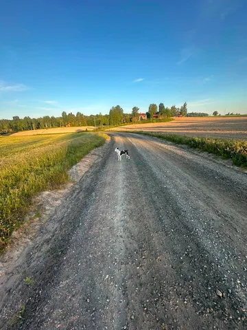 Zture, rescuehund i Jourhem i Enköping, bild 24