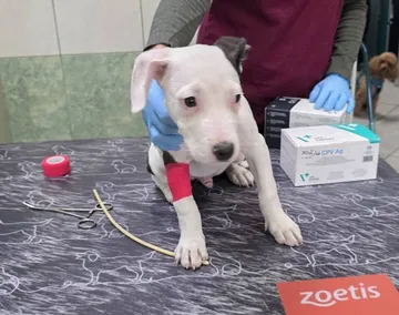Zture, rescuehund i Jourhem i Enköping, bild 25