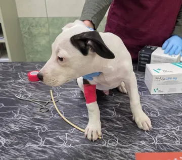 Zture, rescuehund i Jourhem i Enköping, bild 26