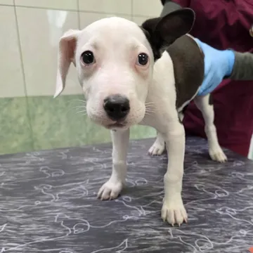Zture, rescuehund i Jourhem i Enköping, bild 27