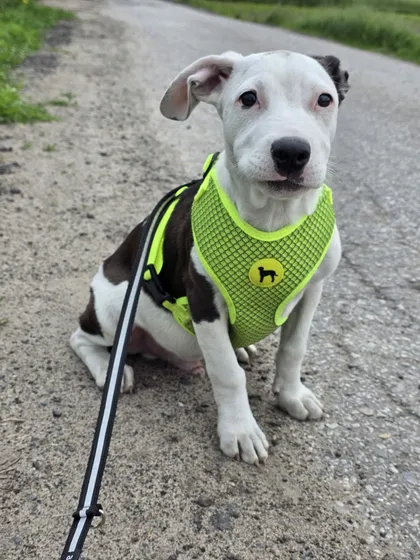 Zture, rescuehund i Jourhem i Enköping, bild 3