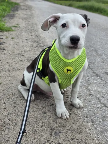 Zture, rescuehund i Jourhem i Enköping, bild 28