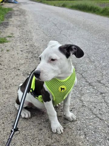Zture, rescuehund i Jourhem i Enköping, bild 29