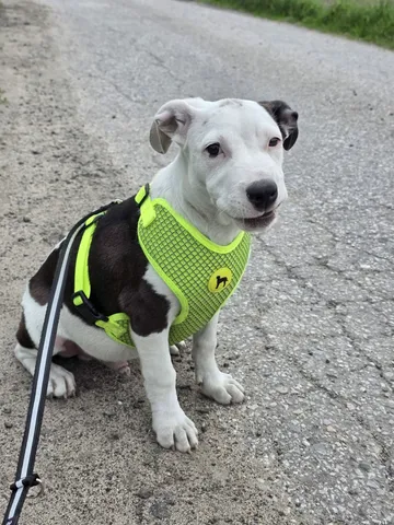 Zture, rescuehund i Jourhem i Enköping, bild 30