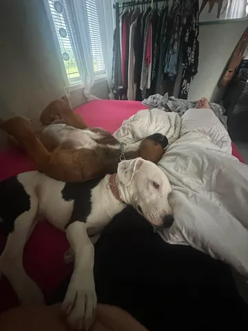 Zture, rescuehund i Jourhem i Enköping, bild 31