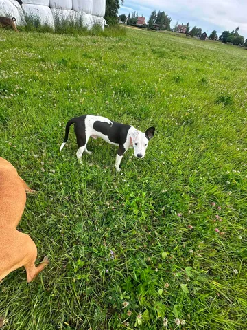 Zture, rescuehund i Jourhem i Enköping, bild 32