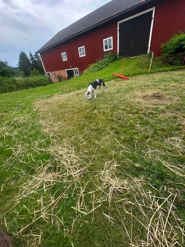 Zture, rescuehund i Jourhem i Enköping, bild 33