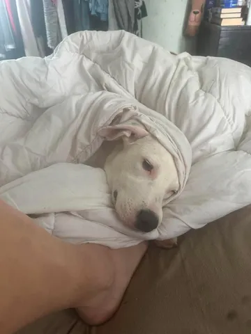 Zture, rescuehund i Jourhem i Enköping, bild 34