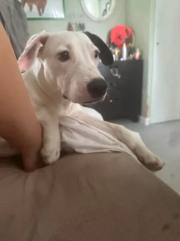 Zture, rescuehund i Jourhem i Enköping, bild 35