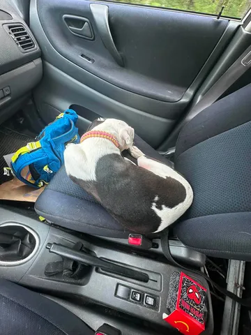 Zture, rescuehund i Jourhem i Enköping, bild 36
