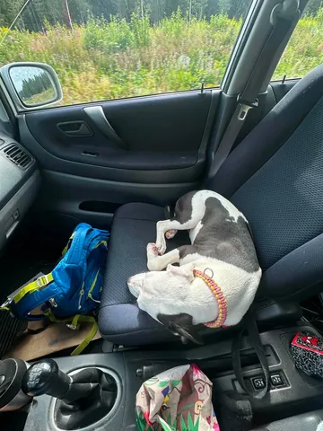 Zture, rescuehund i Jourhem i Enköping, bild 37